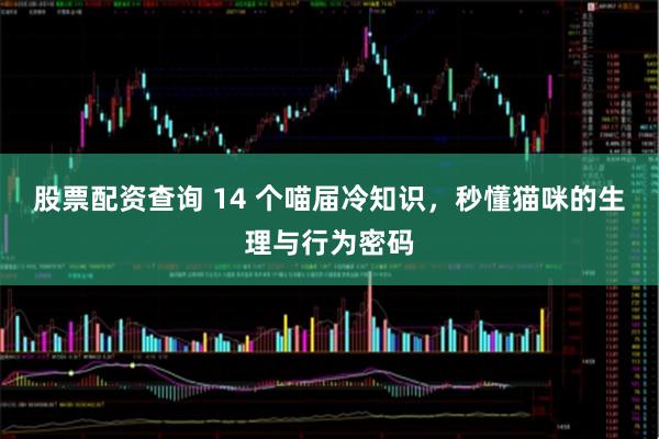 股票配资查询 14 个喵届冷知识，秒懂猫咪的生理与行为密码