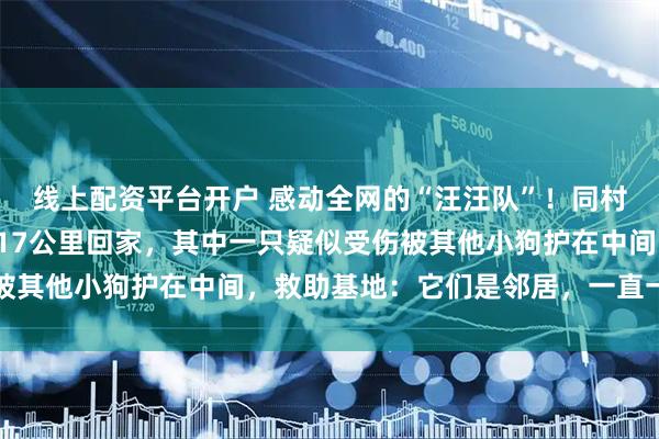 线上配资平台开户 感动全网的“汪汪队”!同村7只狗被偷,结伴逃亡17公里回家,其中一只疑似受伤被其他小狗护在中间,救助基地:它们是邻居,一直一起玩耍